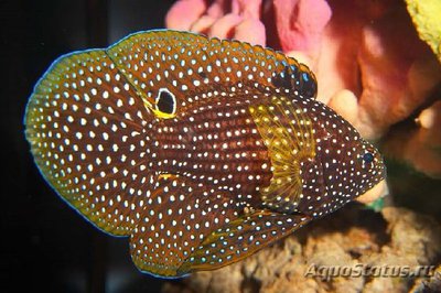 Каллоплезиопс комета ( Calloplesiops altivelis , Marine betta , Comet )