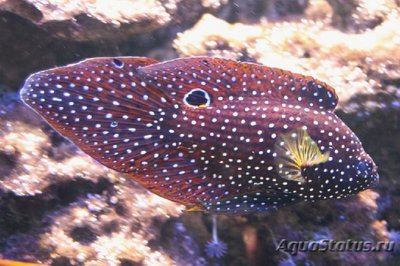 Каллоплезиопс комета ( Calloplesiops altivelis , Marine betta , Comet )