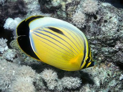 Бабочка чернохвостая ( Chaetodon austriacus )