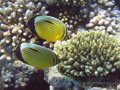 Бабочка чернохвостая ( Chaetodon austriacus )