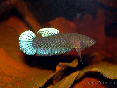 Фото Бетта Персефона Betta persephone  (photo#112080)