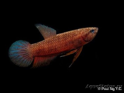 Фото Бетта Персефона Betta persephone  (photo#112082)