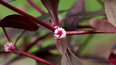 Фото Альтернантера сидячая Alternanthera sessilis  (photo#112129)