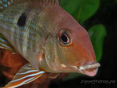 Фото Геофагус проксимус Geophagus proximus  (photo#112138)