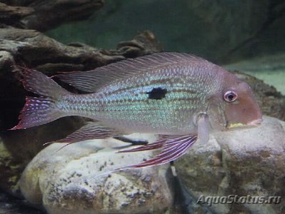 Фото Геофагус проксимус Geophagus proximus  (photo#112139)