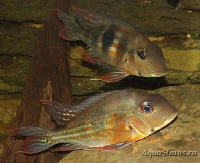 Фото Геофагус проксимус Geophagus proximus  (photo#112140)