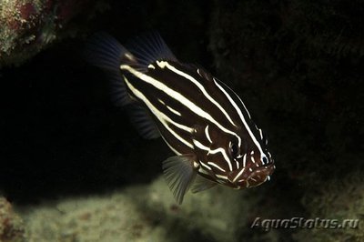 Граммистес (Групер) шестиполосый (Grammistes sexlineatus)