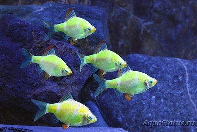 Фото Барбус кольти GloFish Barbus tetrazona GLOFISH  (photo#112168)