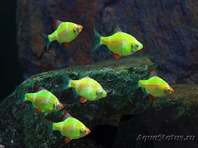 Фото Барбус кольти GloFish Barbus tetrazona GLOFISH  (photo#112169)