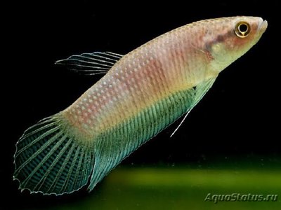 Фото Бетта Ибана Betta ibanorum  (photo#112177)