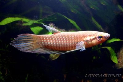 Фото Бетта Ибана Betta ibanorum  (photo#112178)