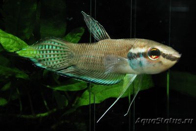 Фото Бетта энергичный Betta enisae  (photo#112181)