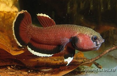 Фото Бетта Чана Betta channoides  (photo#112185)