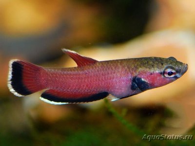 Фото Бетта Чана Betta channoides  (photo#112186)