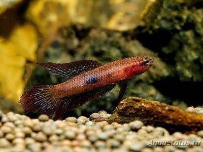 Фото Бетта Убера Betta uberis  (photo#112188)