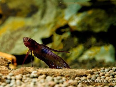 Фото Бетта Убера Betta uberis  (photo#112189)