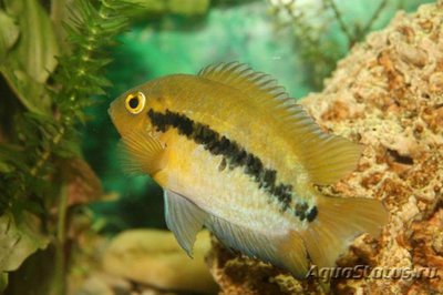 Фото Геротиляпия мультиспиноза Herotilapia multispinosa  (photo#112198)