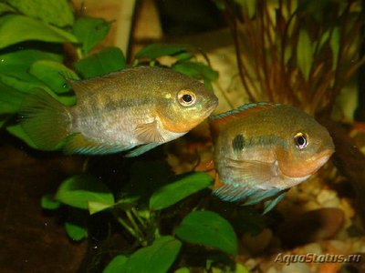 Геротиляпия мультиспиноза ( Herotilapia multispinosa )