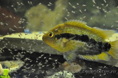 Геротиляпия мультиспиноза ( Herotilapia multispinosa )