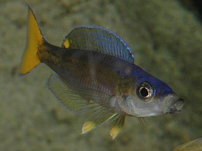 Фото Циприхромис лептосома Cyprichromis leptosoma  (photo#112212)