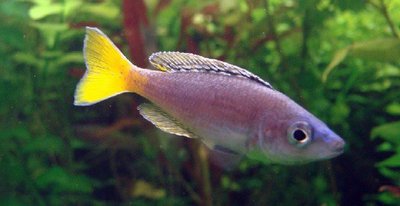 Фото Циприхромис лептосома Cyprichromis leptosoma  (photo#112213)