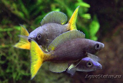 Фото Циприхромис лептосома Cyprichromis leptosoma  (photo#112214)