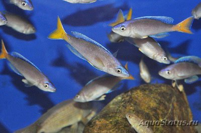 Фото Циприхромис лептосома Cyprichromis leptosoma  (photo#112215)