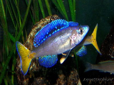 Фото Циприхромис лептосома Cyprichromis leptosoma  (photo#112216)