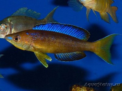 Фото Циприхромис мелкочешуйчатый Cyprichromis microlepidotus  (photo#112218)