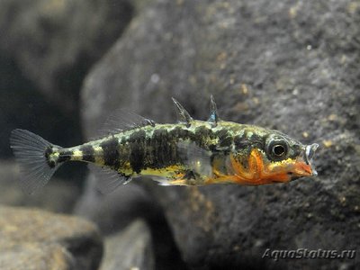 Фото Колюшка трёхиглая Gasterosteus aculeatus  (photo#112228)