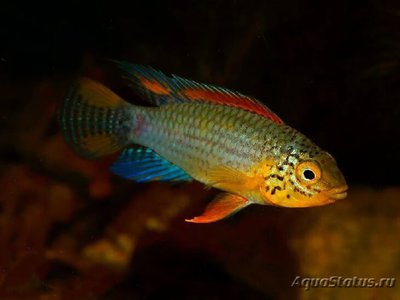 Фото Апистограмма Виелфлек Apistogramma sp. Vielfleck  (photo#112242)