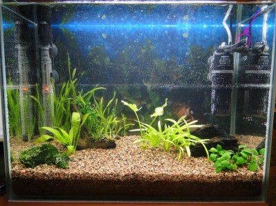 Мой аквариум 35 литров (Студентка)