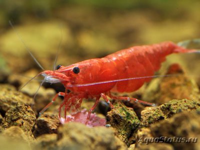 Фото Креветка Cакура Neocaridina heteropoda var. Sakura  (photo#112366)