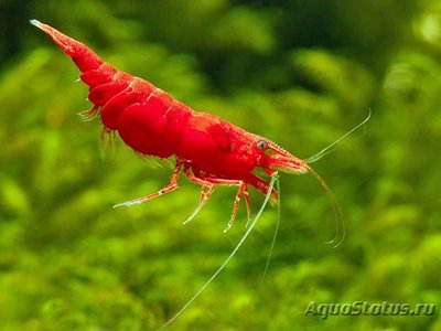 Фото Креветка Cакура Neocaridina heteropoda var. Sakura  (photo#112367)