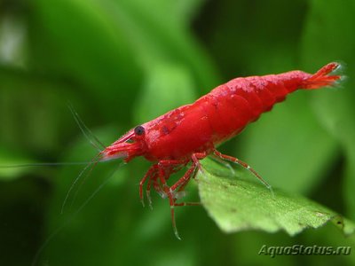 Фото Креветка Cакура Neocaridina heteropoda var. Sakura  (photo#112368)