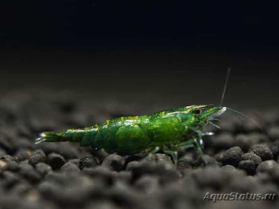 Фото Креветка зеленый неф­рит Neocaridina het­eropoda var. Green Jade  (photo#112384)