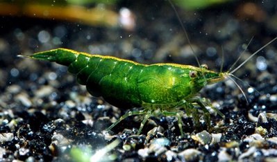 Фото Креветка зеленый неф­рит Neocaridina het­eropoda var. Green Jade  (photo#112385)