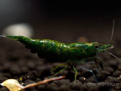 Фото Креветка зеленый неф­рит Neocaridina het­eropoda var. Green Jade  (photo#112387)