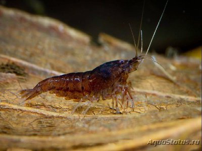 Фото Неокардина шоколадная Neocardina Heteropoda Var. Chocolate  (photo#112388)