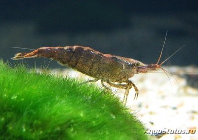 Фото Неокардина шоколадная Neocardina Heteropoda Var. Chocolate  (photo#112389)