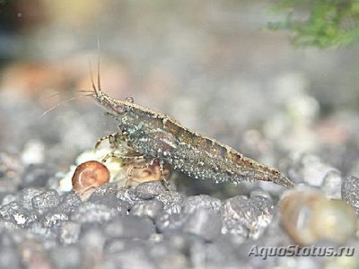 Неокардина дикий окрас ( Neocardina Heteropoda )