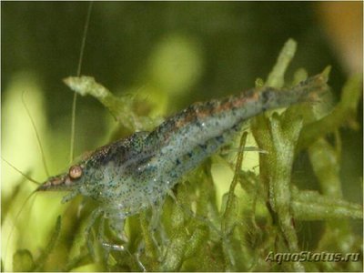 Неокардина дикий окрас ( Neocardina Heteropoda )