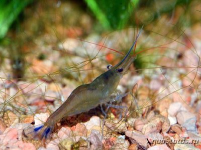 Фото Креветка пчела голубоногая Caridina caerulea  (photo#112399)