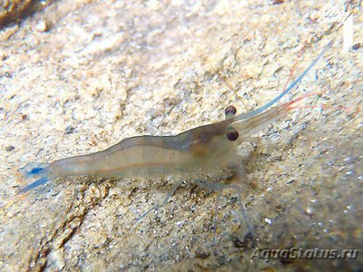 Фото Креветка пчела голубоногая Caridina caerulea  (photo#112400)