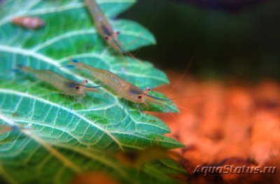 Фото Креветка пчела голубоногая Caridina caerulea  (photo#112401)