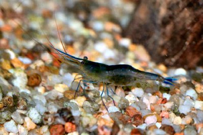 Фото Креветка пчела голубоногая Caridina caerulea  (photo#112402)