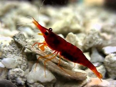 Фото Желтоносая креветка Caridina Brachydactyla, Xiphocaris elongata  (photo#112407)