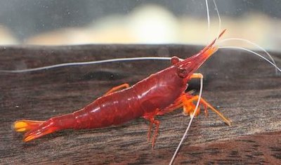 Фото Желтоносая креветка Caridina Brachydactyla, Xiphocaris elongata  (photo#112408)