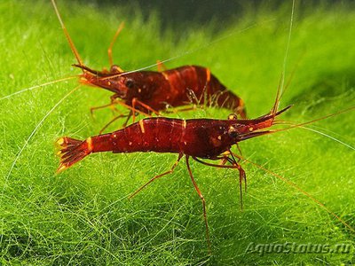 Фото Желтоносая креветка Caridina Brachydactyla, Xiphocaris elongata  (photo#112409)