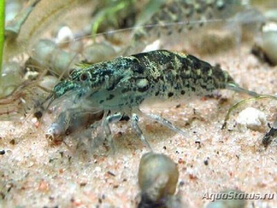 Фото Креветка кружевная зелёная Green Biak Shrimp  (photo#112410)